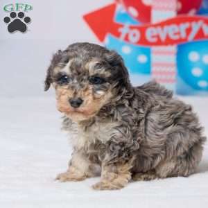 Ruger, Miniature Poodle Puppy